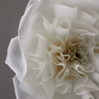 Rose No. ll