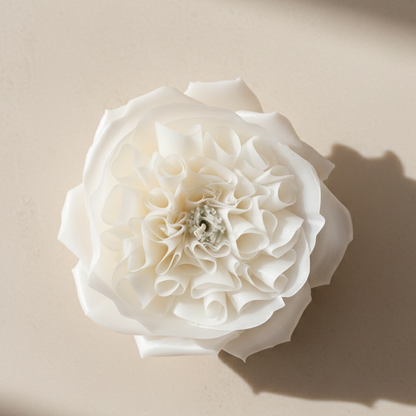Rose No. ll