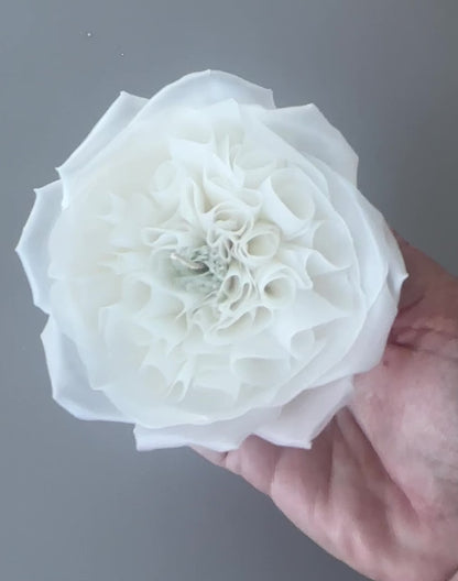 Rose No. ll